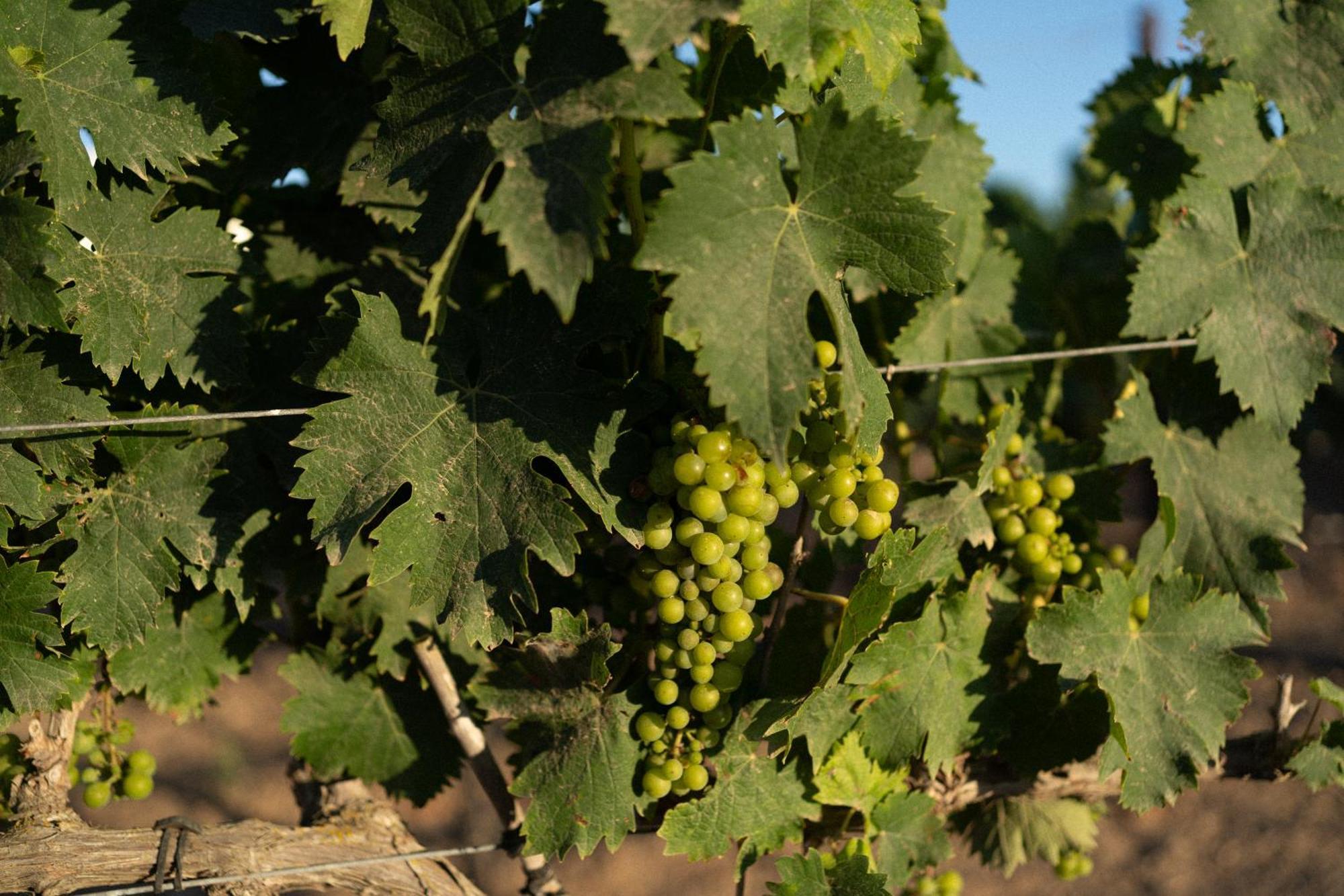 Vino Resort Son Amaret Son Macia  Buitenkant foto